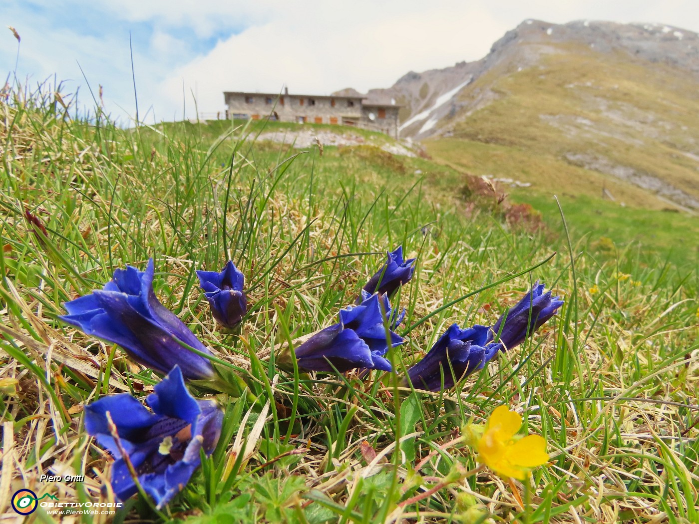 43 Gentiana clusii (Genziana di Clusius) con Rif. Capanna 2000  .JPG